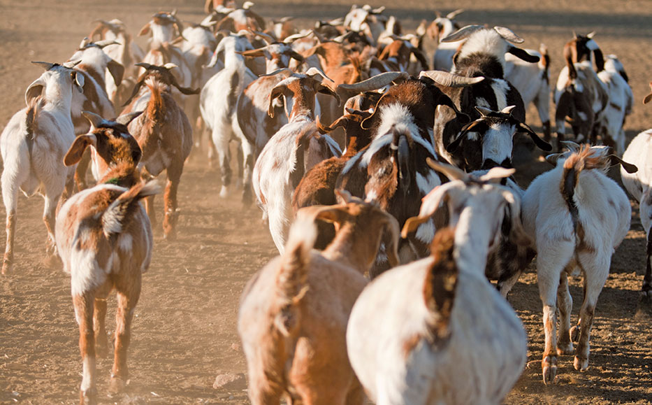 Indigenous veld goats