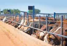 Cattle at a feedlot