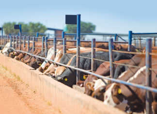 Cattle at a feedlot