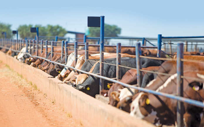 Cattle at a feedlot