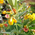 Pigeon Pea