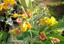 Research shows benefits of protein-rich pigeon pea Pigeon Pea