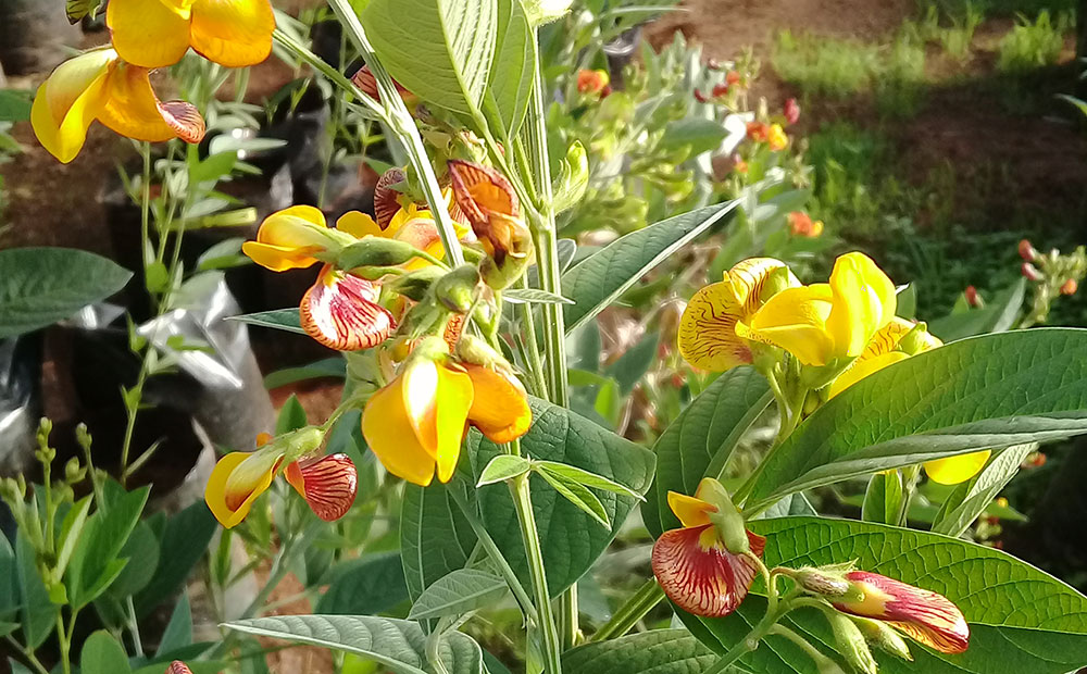 Pigeon Pea