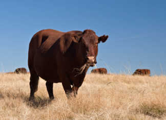 Pregnancy: the key economic trait in a beef operation Bonsmara stud cow