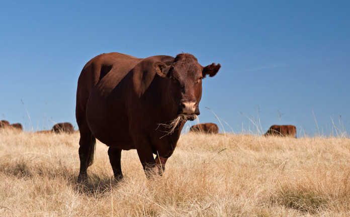 Bonsmara stud cow
