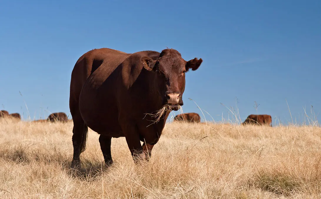 Bonsmara stud cow