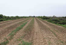 Sandveld