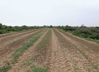Sandveld