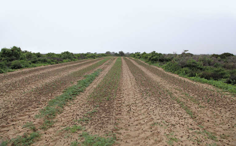 Niche farming: Organic seed production in the Sandveld Niche farming: Organic seed production in the Sandveld
