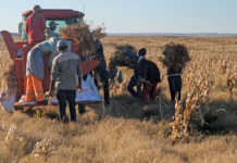 Sugar beans: A good harvest against the odds