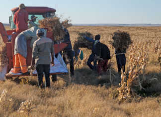 Sugar beans: A good harvest against the odds