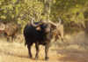 Concern about declining Cape buffalo trophy quality Buffalo bull