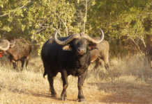 Buffalo bull