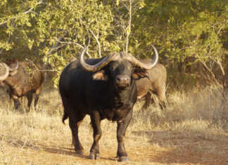 Buffalo bull