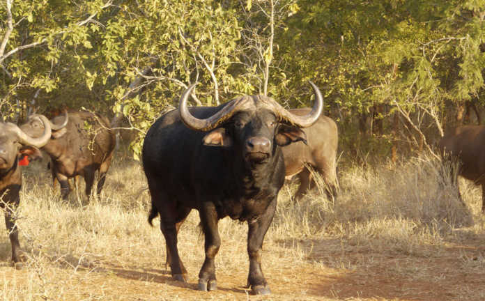 Buffalo bull