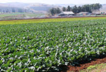 Agri SA aims to improve agri sector transformation Agri SA aims to improve agri sector transformation
