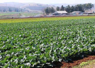 SSA outlines what to expect during agricultural census