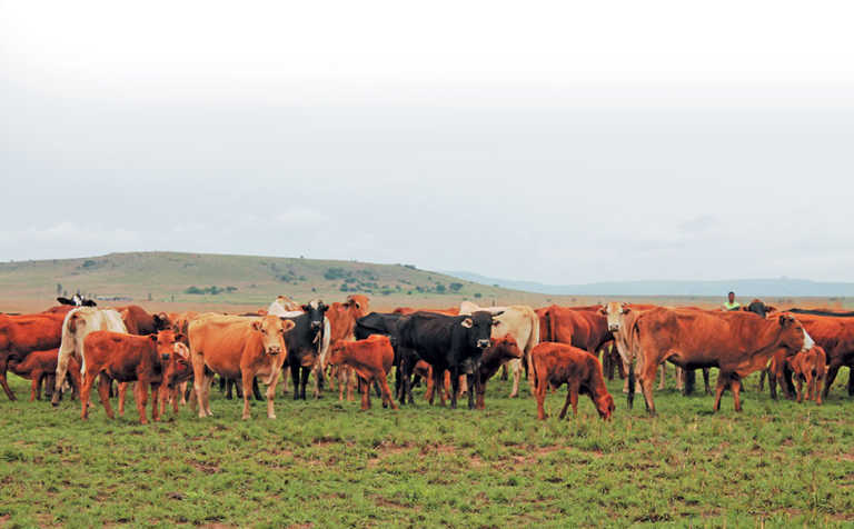 Livestock producers alerted to wireworm infestations