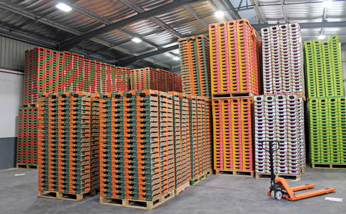 Koeltehof packs avocados for several companies