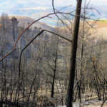 The impact of invasive pines trees on the 2017 Knysna fires