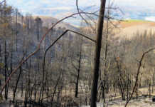 Invasive pines trees helped fuel 2017 Knysna fires – report The impact of invasive pines trees on the 2017 Knysna fires