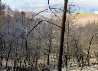 Invasive pines trees helped fuel 2017 Knysna fires – report The impact of invasive pines trees on the 2017 Knysna fires