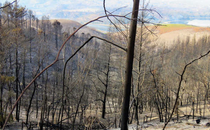 The impact of invasive pines trees on the 2017 Knysna fires