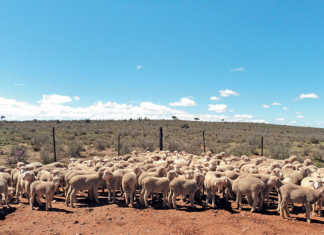 What butchers and abattoirs look for