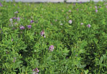 Lucerne crop
