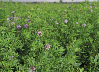 Lucerne crop