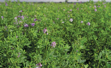 Lucerne crop