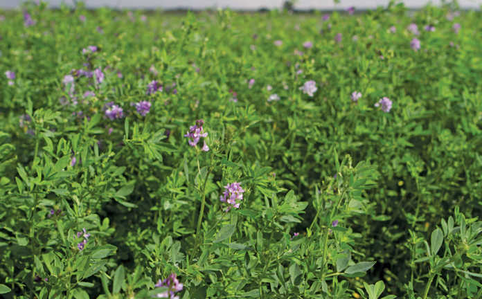 Lucerne crop