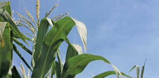 Maize crop