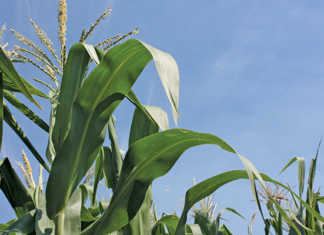 Maize crop