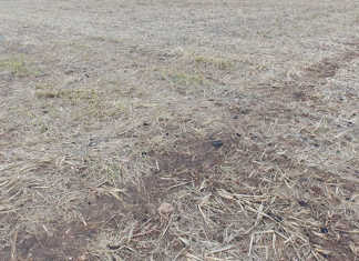 Mulch for no-till vegetables