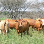 Cattle in Nambia