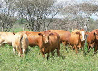 Namibian agriculture: shortage of skills, lack of diversification Cattle in Nambia