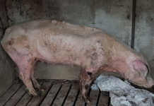 More animal neglect allegations against award-winning farmer More animal neglect allegations against award-winning farmer