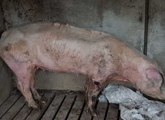 More animal neglect allegations against award-winning farmer More animal neglect allegations against award-winning farmer