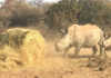 High livestock and game mortality rate in Limpopo drought Rhino cow and calf