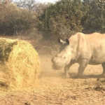 Rhino cow and calf