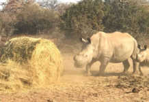 High livestock and game mortality rate in Limpopo drought Rhino cow and calf