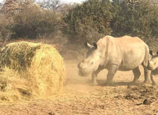 High livestock and game mortality rate in Limpopo drought Rhino cow and calf