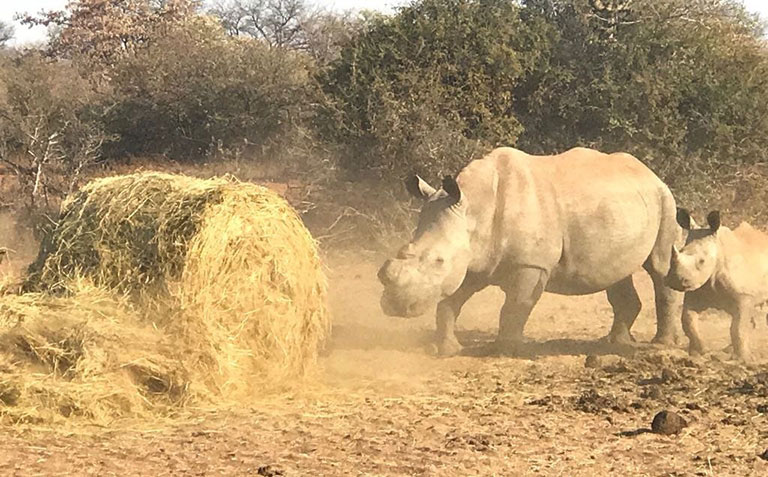 Rhino cow and calf