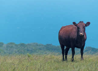 Sussex cow