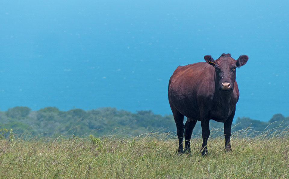 Sussex cow