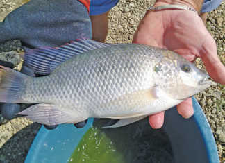 The three-spotted tilapia