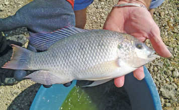 The three-spotted tilapia