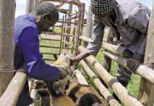 Vaccinate your animals;it’ll pay you in the long run