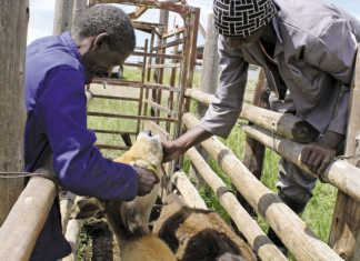 Vaccinate your animals;it’ll pay you in the long run